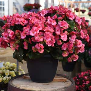 begonia-solenia-dusty-rose