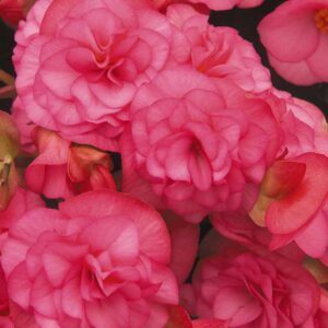 begonia-solenia-light-pink