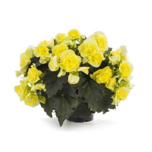 begonia-solenia-yellow