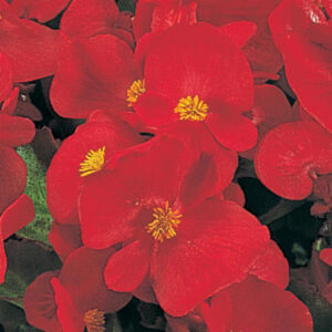 begonia-super-olympia-red