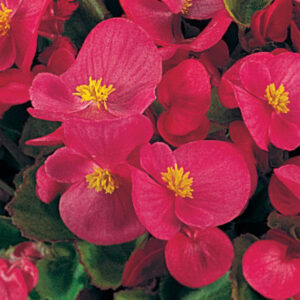 begonia-super-olympia-rose