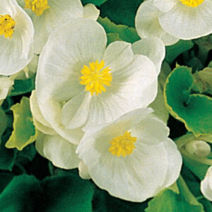begonia-super-olympia-white