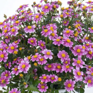 bidens-pretty-in-pink