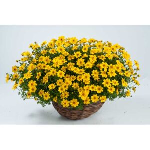 bidens-yellow-sunshine