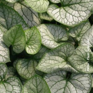 brunnera-macrophylla-jack-frost