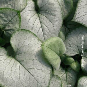 brunnera-macrophylla-looking-glass