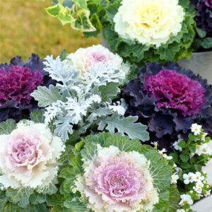 cabbage-flowering-osaka-iq-mix