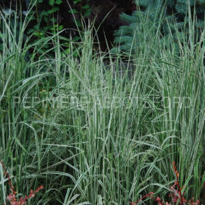 calamagrostis-arund-overdam