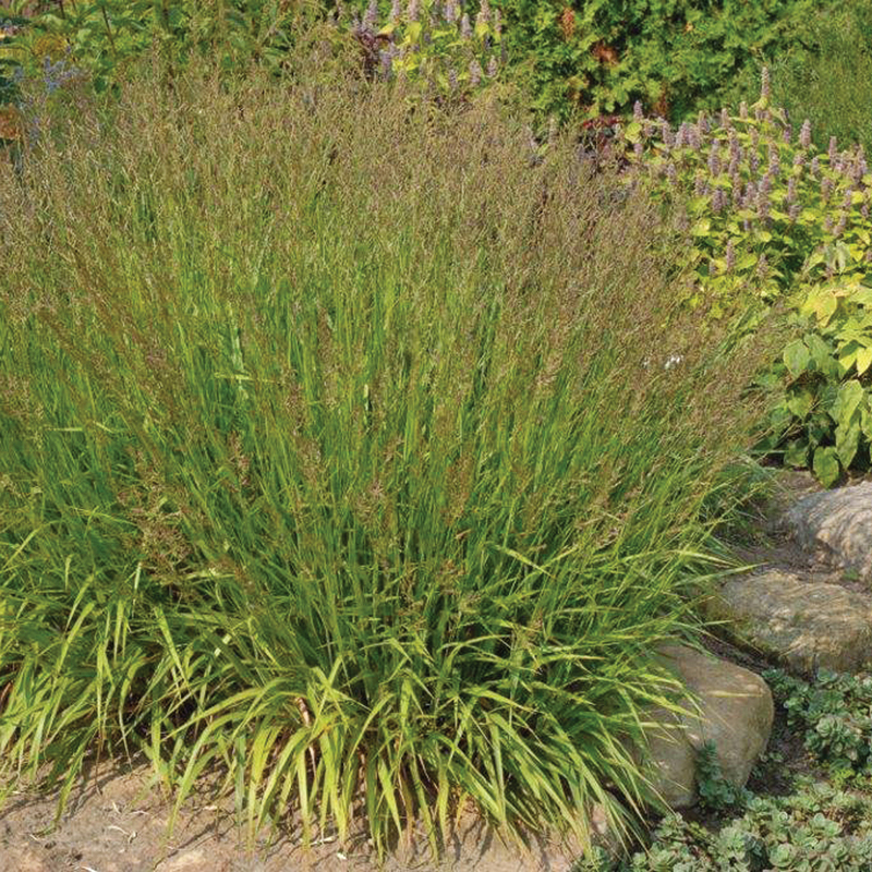 calamagrostis-cheju-do