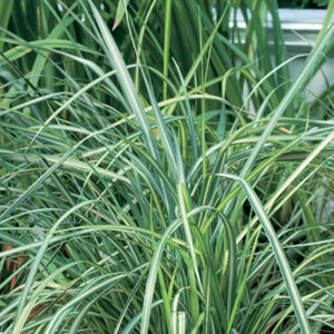 Calamagrostis x acutiflora Eldorado