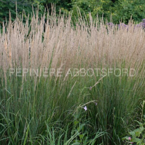 calamagrostis-x-ac-karl-forester