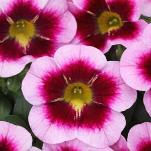 calibrachoa-calibasket-glamorous