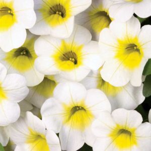 calibrachoa-calibasket-sunnyside