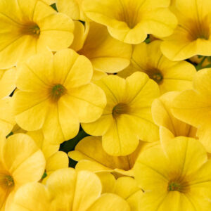 calibrachoa-calitastic-butter
