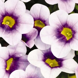 calibrachoa-calitastic-ice-blue