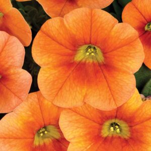 calibrachoa-calitastic-pumpkin-spice