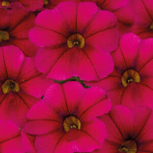 calibrachoa-calitastic-raspberry