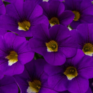 calibrachoa-calitastic-violaceous