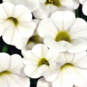 calibrachoa-calitastic-white