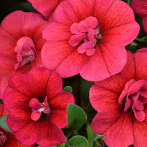 calibrachoa-celebration-double-dark-red