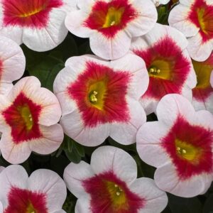 calibrachoa-eyecatcher-white