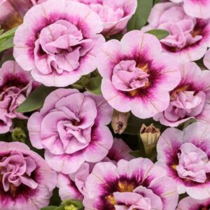 calibrachoa-superbells-double-smitten-pink