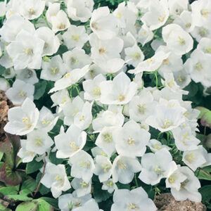 Campanula Rapido White