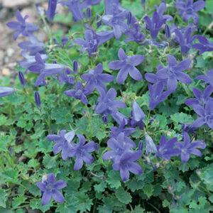Campanula portenschlagiana