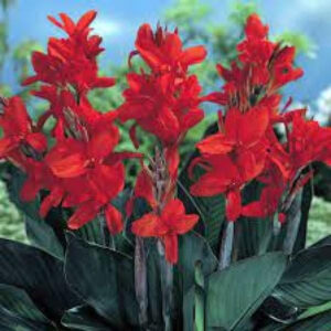 canna-australia