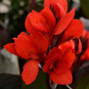 canna-cannova-bronze-leaf-scarlet