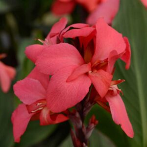 canna-cannova-rose