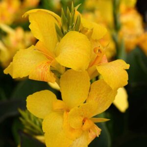 canna-cannova-yellow