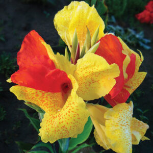 canna-cleopatra