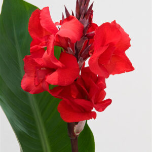 canna-fire-dragon