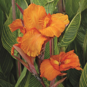 canna-pretoria