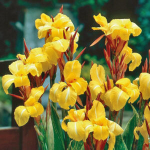 canna-striped-beauty