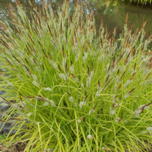 carex-aurea