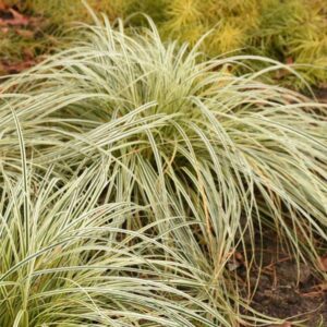 carex-feather-falls