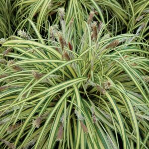 carex-morrowii-variegata