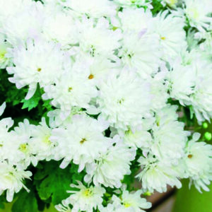 Chrysanthemum Jacquelineô Pearl
