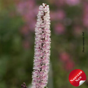 cimicifuga-ramosa-pink-spike