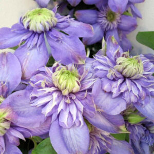 clematis-blue-light