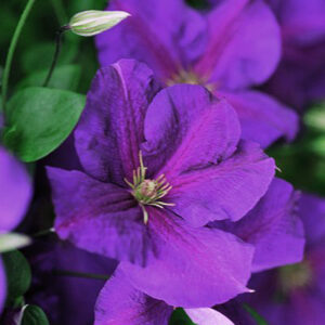 clematis-jackmanii-superba