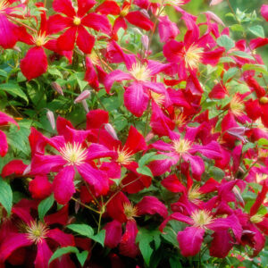 clematis-julia-correvon