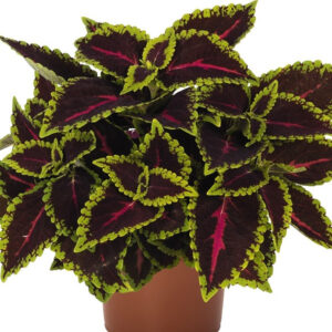coleus-main-street-alligator-alley