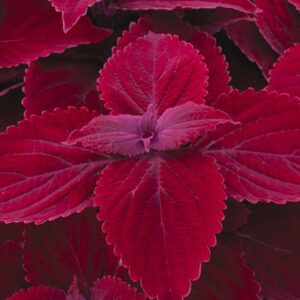 coleus-main-street-beale-street