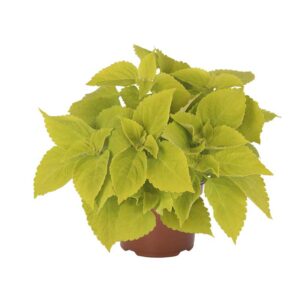 coleus-main-street-chartres-street