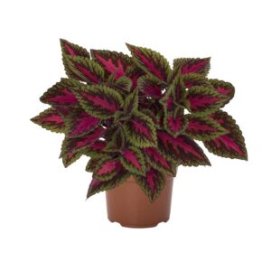coleus-main-street-ruby-road