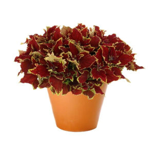 coleus-stained-glasswork-crown-jewel