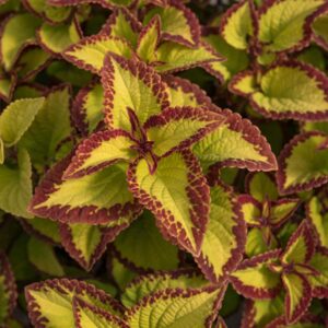 coleus-stained-glasswork-velvet